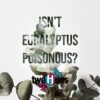 isn't eucalyptus dangerous-min