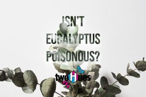 isn't eucalyptus dangerous-min